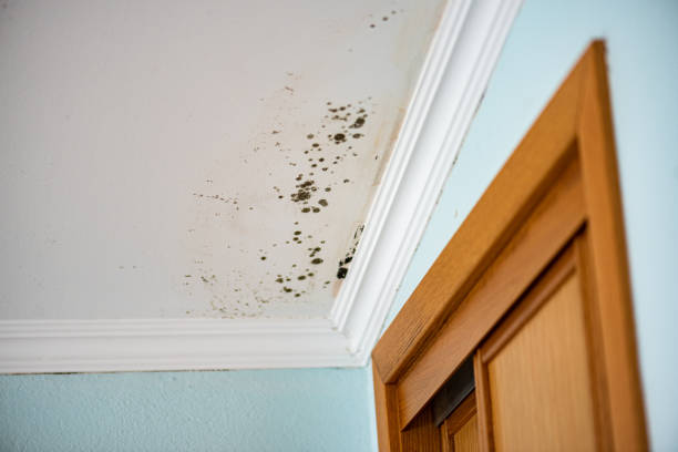 Best Residential Mold Removal  in Countryside, IL