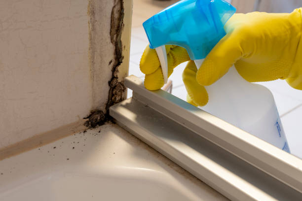 Best Toxic Mold Removal  in Countryside, IL